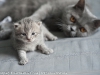 animals-photography-fotosova-15-of-25
