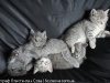 animals-photography-fotosova-16-of-25