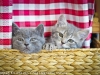 animals-photography-fotosova-17-of-25