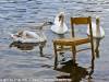 animals-photography-fotosova-18-of-25