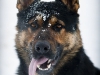 animals-photography-fotosova-20-of-25
