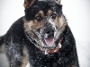 animals-photography-fotosova-21-of-25