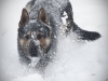 animals-photography-fotosova-23-of-25