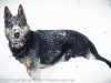 animals-photography-fotosova-24-of-25